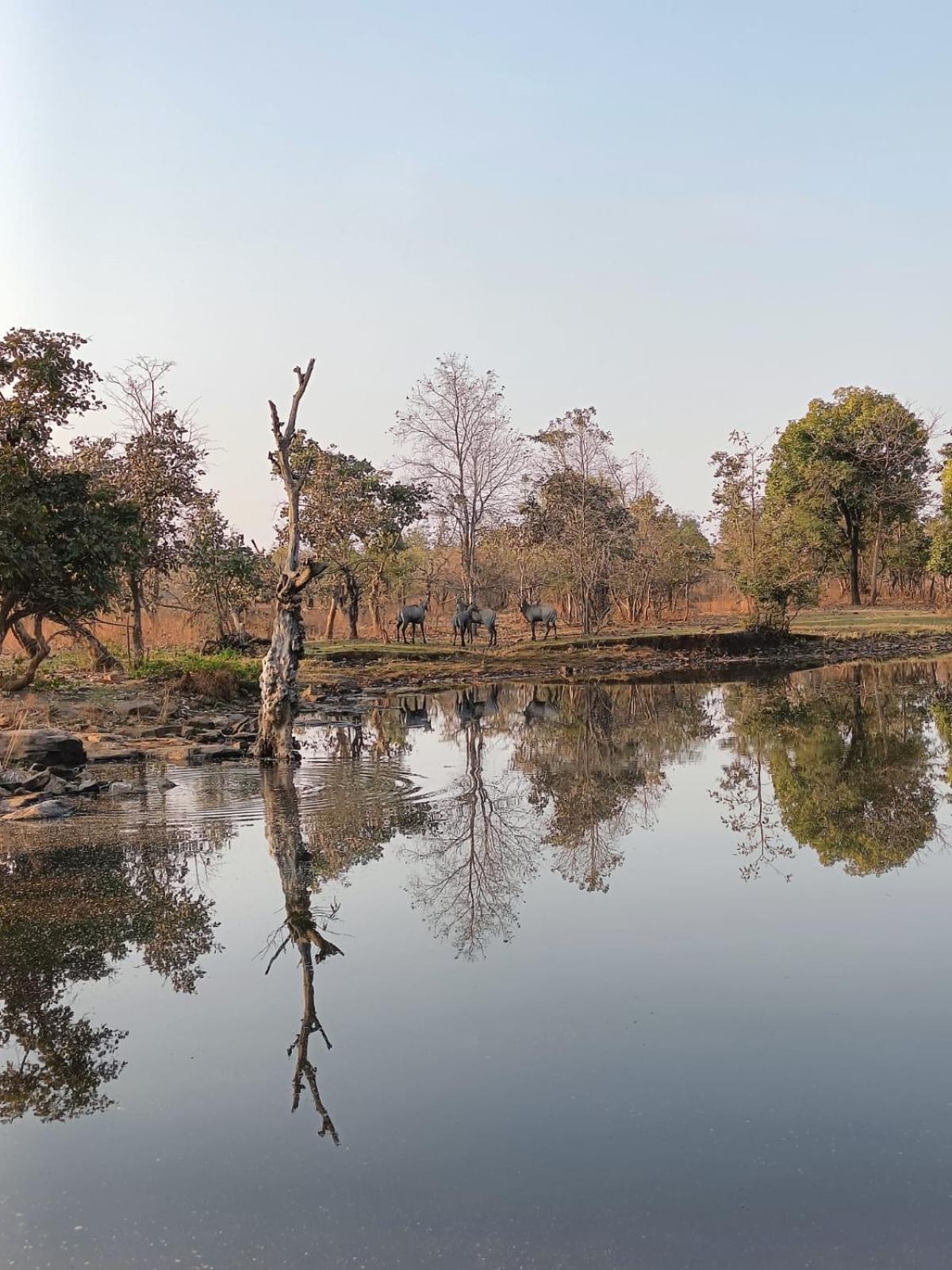 Gandhisagar Forest Retreat Hotel Gurla Ngoại thất bức ảnh